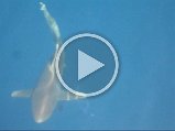 white ocean shark