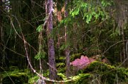 IMG_0005 (3)