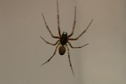 IMG_3976