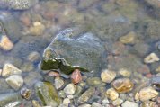 IMG_5236