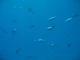 IMG_2852