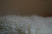 IMG_7529