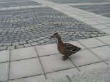 IMG_5333