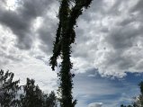 IMG_3676