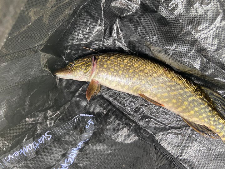 Vårfiske i flaten
